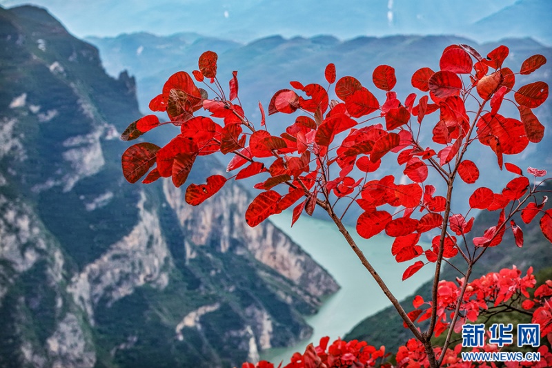初冬时节，巫峡两岸红叶次第绽放。山水与红叶相映，构成三峡独有的秋日盛景。新华网发（王正坤 摄）